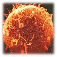 ovocita e spermatozoi